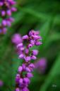 dsc_0182.jpg